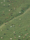 Krávy pasoucí se na kavkazských svazích, Kazbegi, Gruzie